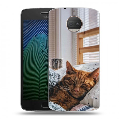 Дизайнерский пластиковый чехол для Motorola Moto G5s Plus Коты