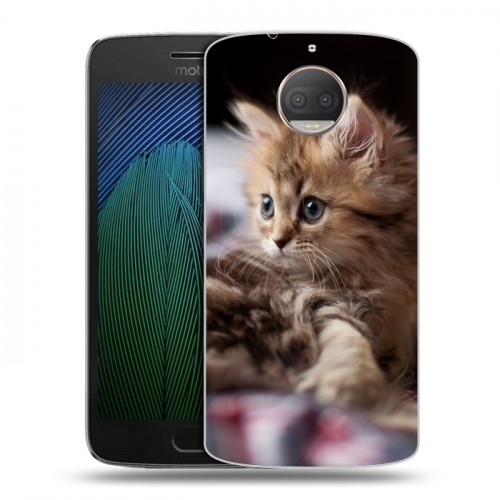 Дизайнерский пластиковый чехол для Motorola Moto G5s Plus Котята