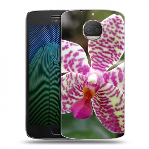 Дизайнерский пластиковый чехол для Motorola Moto G5s Plus Орхидеи
