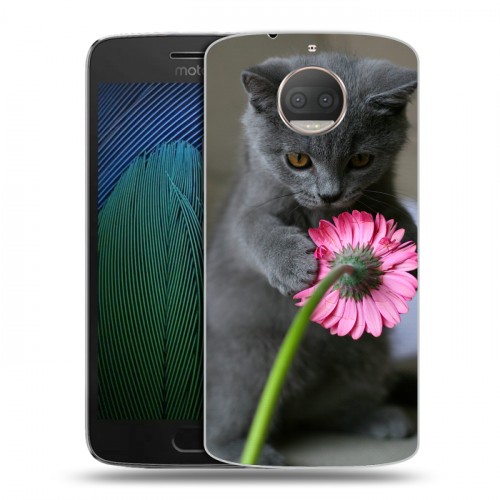 Дизайнерский пластиковый чехол для Motorola Moto G5s Plus Котята