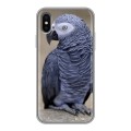 Дизайнерский силиконовый чехол для Iphone x10 Попугаи