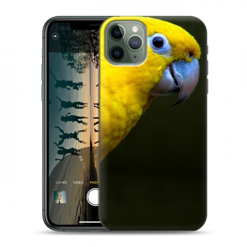 Дизайнерский пластиковый чехол для Iphone 11 Pro Max Попугаи