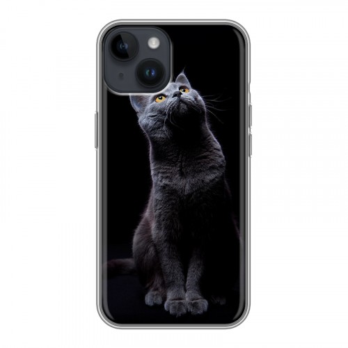 Дизайнерский пластиковый чехол для Iphone 14 Кошки