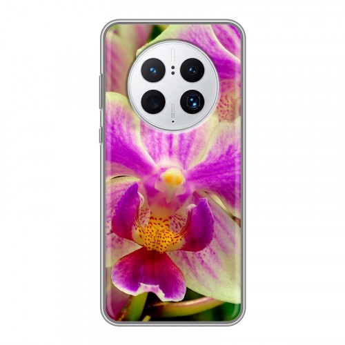 Дизайнерский пластиковый чехол для Huawei Mate 50 Pro Орхидеи