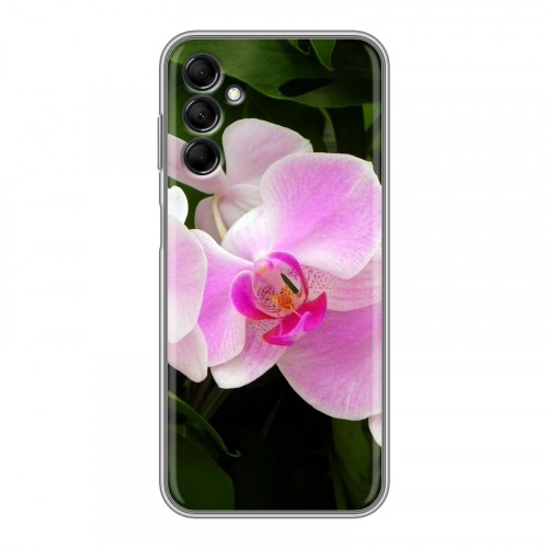 Дизайнерский пластиковый чехол для Samsung Galaxy M14 5G Орхидеи